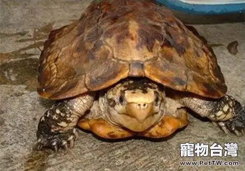蘇拉威西白頭龜的護理知識(1圖)-寵物台灣