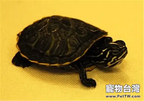 甜甜圈龜的品種簡介(1圖)-寵物台灣