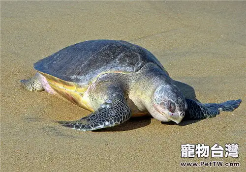太平洋麗龜的品種簡介
