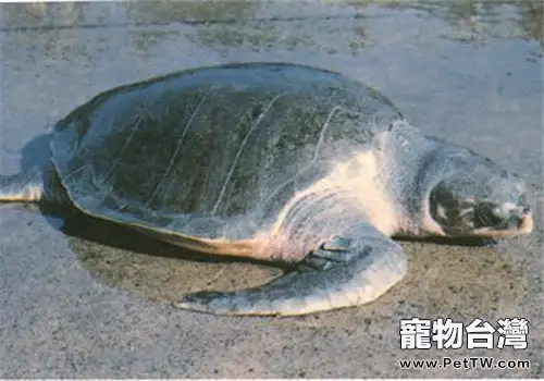 太平洋麗龜的外觀特徵(1圖)-寵物台灣