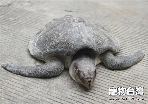 太平洋麗龜的護理知識(1圖)-寵物台灣
