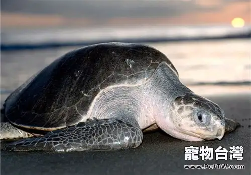 太平洋麗龜的生活環境