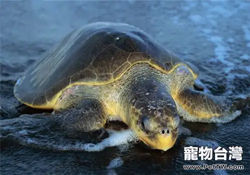 太平洋麗龜的飼養要點(1圖)-寵物台灣