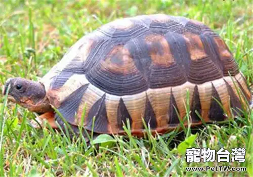 挺胸龜的品種簡介(1圖)-寵物台灣