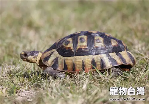 挺胸龜的外觀特徵(1圖)-寵物台灣