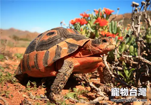 挺胸龜的生活環境(1圖)-寵物台灣