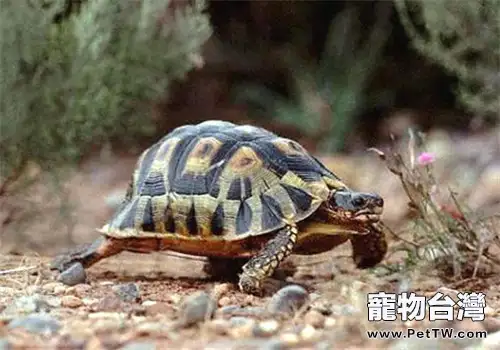 挺胸龜的飼養要點(1圖)-寵物台灣