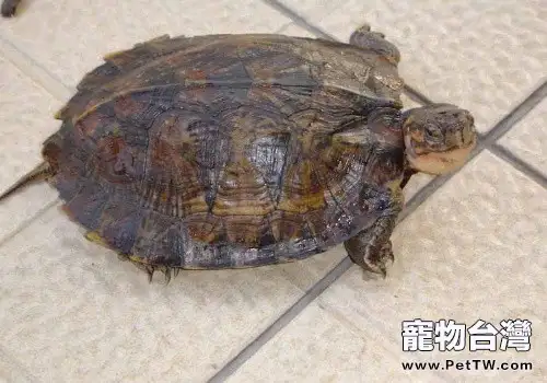 條頸攝龜的品種簡介