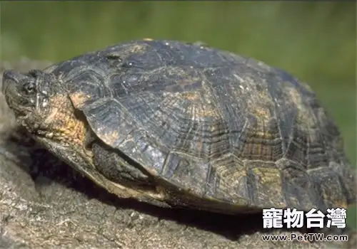 條頸攝龜的外觀特徵