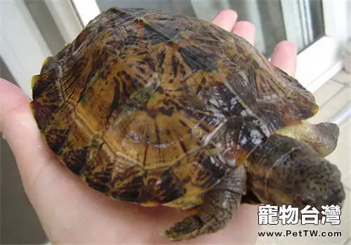 條頸攝龜的護理知識(1圖)-寵物台灣