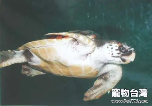 太平洋蠵龜的品種簡介(1圖)-寵物台灣