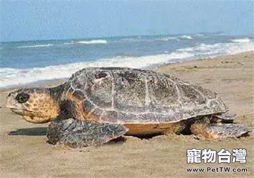 太平洋蠵龜的外觀特徵