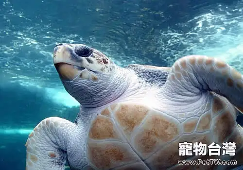 太平洋蠵龜的生活環境