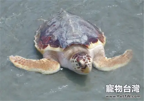 太平洋蠵龜的飼養要點