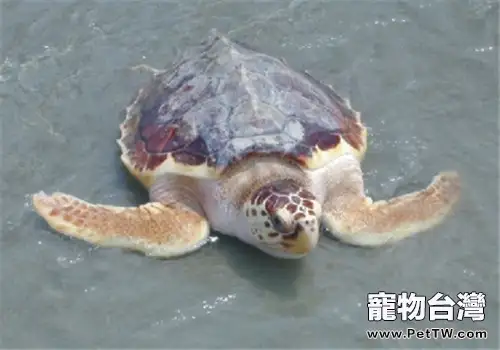 太平洋蠵龜的飼養要點(1圖)-寵物台灣