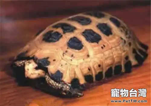 特拉凡柯陸龜的品種簡介