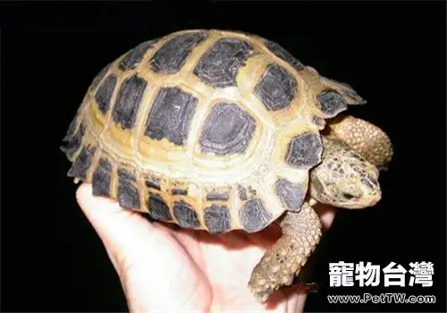 特拉凡柯陸龜的護理知識(1圖)-寵物台灣