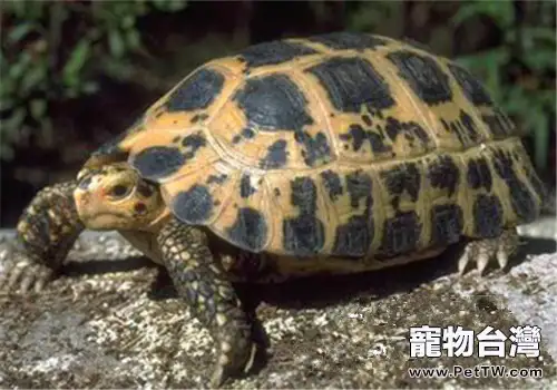 特拉凡柯陸龜的飼養要點