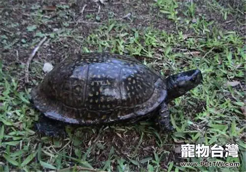 海岸箱龜的品種簡介(1圖)-寵物台灣