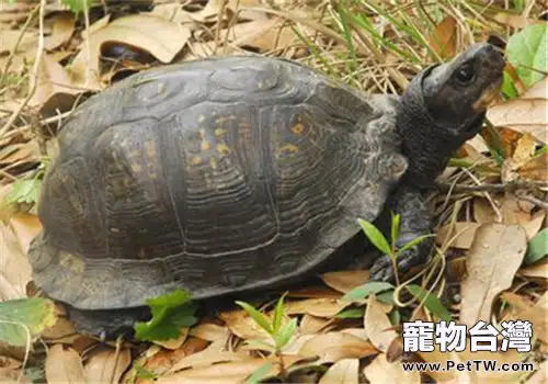 海岸箱龜的食物選擇