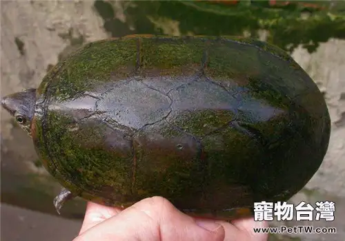 瓦哈卡泥龜的品種簡介