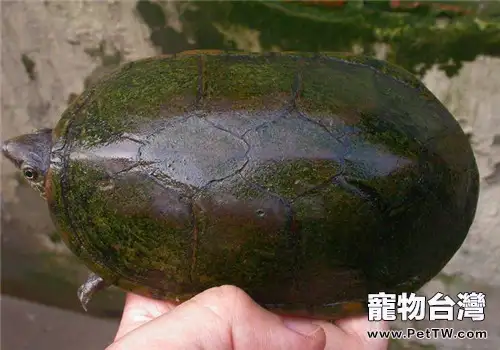 瓦哈卡泥龜的品種簡介(1圖)-寵物台灣