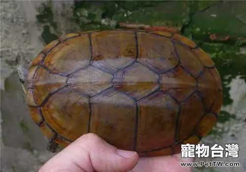 瓦哈卡泥龜的外觀特徵