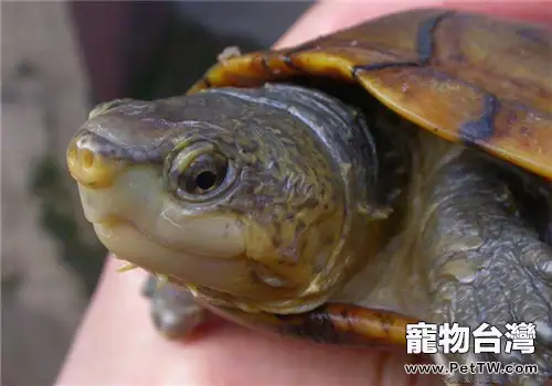 瓦哈卡泥龜的護理知識(1圖)-寵物台灣