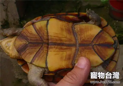瓦哈卡泥龜的生活環境(1圖)-寵物台灣