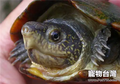 瓦哈卡泥龜的飼養要點(1圖)-寵物台灣