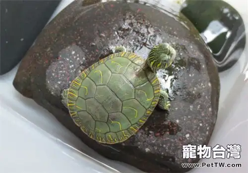 西部錦龜的品種簡介
