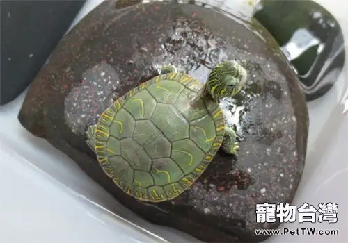 西部錦龜的品種簡介(1圖)-寵物台灣