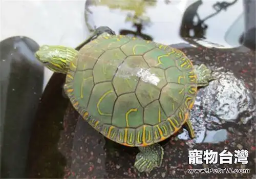 西部錦龜的外觀特徵(1圖)-寵物台灣