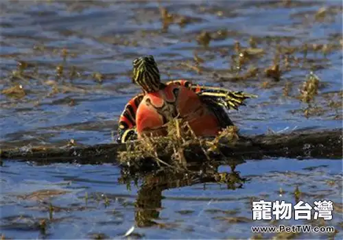 西部錦龜的護理知識(1圖)-寵物台灣