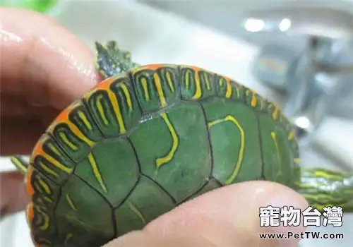 西部錦龜的生活環境(1圖)-寵物台灣