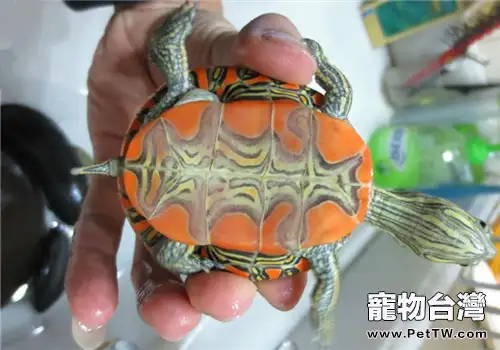 西部錦龜的飼養要點(1圖)-寵物台灣