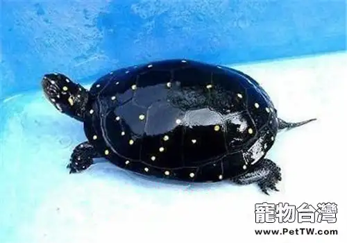 星點水龜的外觀特徵