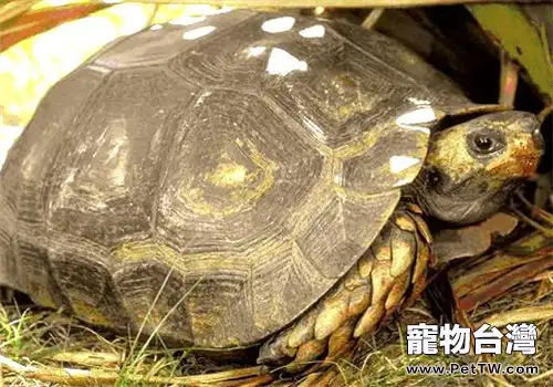 靴腳陸龜的外觀特徵(1圖)-寵物台灣