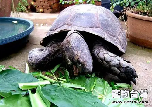 靴腳陸龜的飼養要點