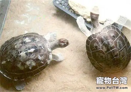 鹹水泥彩龜的品種簡介(1圖)-寵物台灣