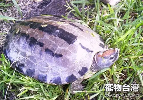 鹹水泥彩龜的外觀特徵(1圖)-寵物台灣