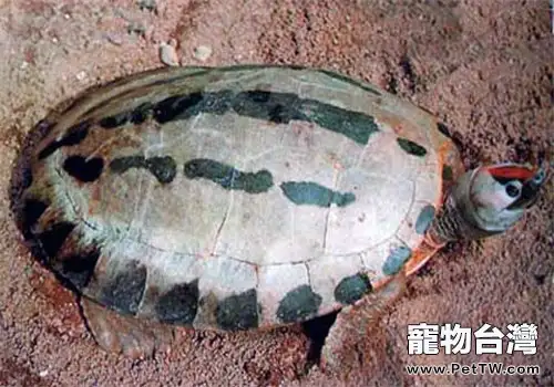 鹹水泥彩龜的護理知識(1圖)-寵物台灣