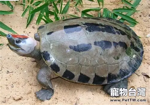 鹹水泥彩龜的生活環境(1圖)-寵物台灣