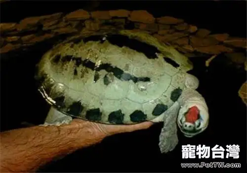 鹹水泥彩龜的飼養要點(1圖)-寵物台灣