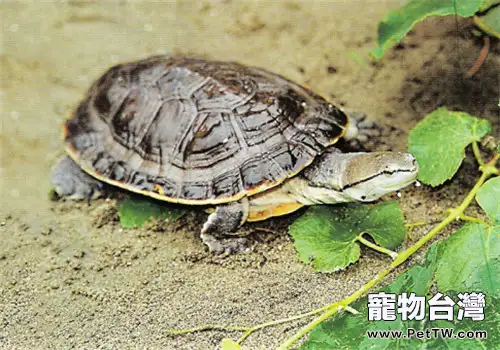 希氏蟾龜的品種簡介(1圖)-寵物台灣