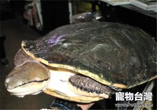 希氏蟾龜的外觀特徵(1圖)-寵物台灣