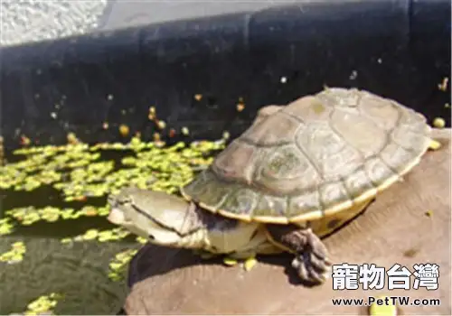 希氏蟾龜的護理知識(1圖)-寵物台灣