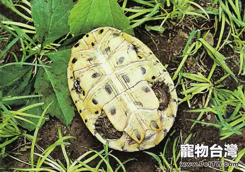 希氏蟾龜的飼養要點(1圖)-寵物台灣
