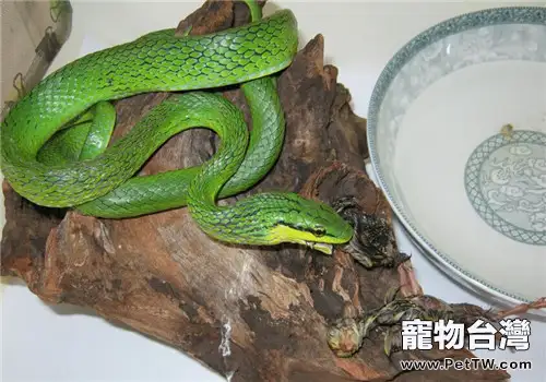 綠錦蛇的形態特徵(1圖)-寵物台灣