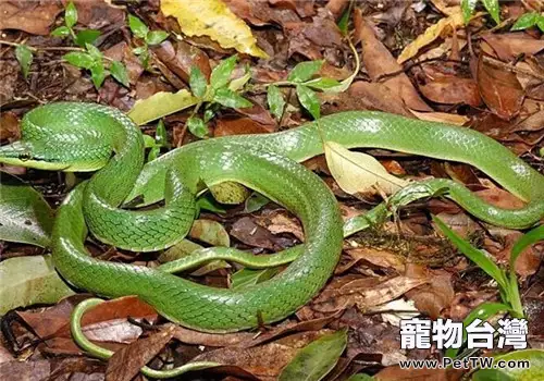 綠錦蛇的飼養知識